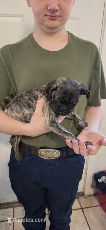 Autumn spice – Pug puppy for sale in Little Rock, AR