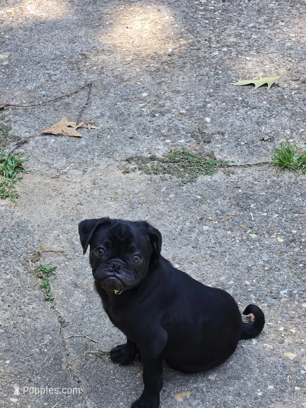 Max – Pug puppy for sale in Little Rock, AR
