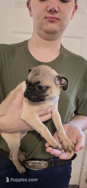 Sage – Pug puppy for sale in Little Rock, AR