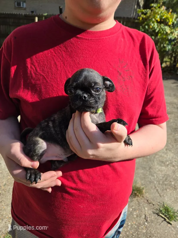 Reggie – Puggle puppy for sale in Little Rock, AR