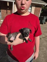 Autumn spice, a female Pug for sale in Little Rock, AR – 2 of 2