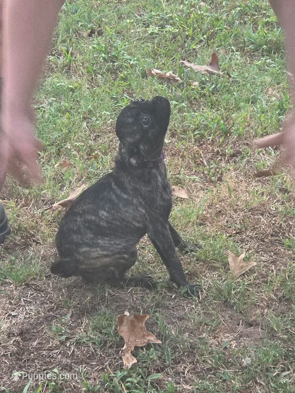 Matilda – Pug puppy for sale in Little Rock, AR
