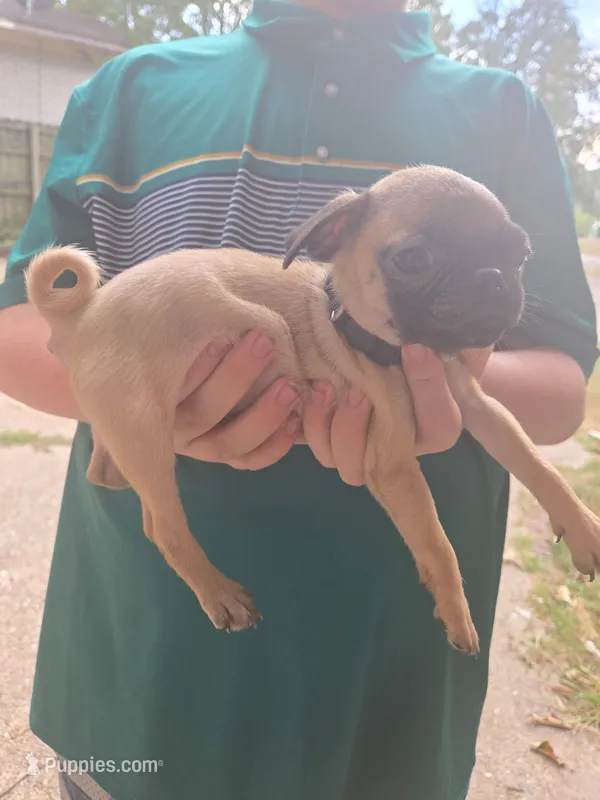 Jessica – Pug puppy for sale in Little Rock, AR