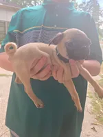 Jessica, a female Pug for sale in Little Rock, AR – 1 of 1