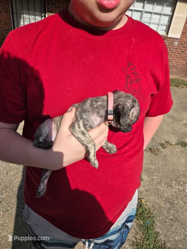 Dolly – Pug puppy for sale in Little Rock, AR