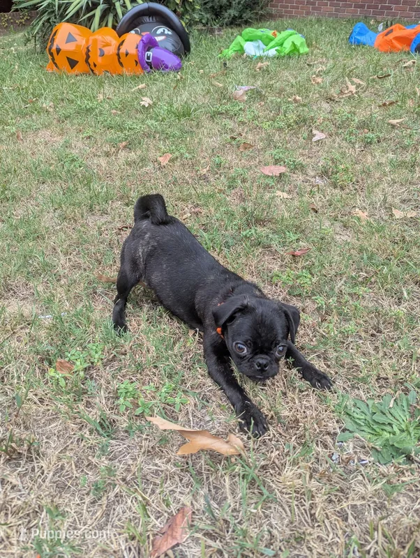 Jolene – Pug puppy for sale in Little Rock, AR