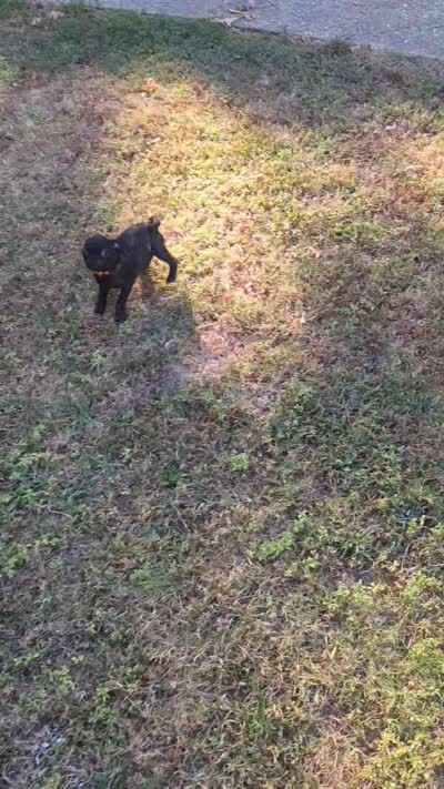 Jolene, a female Pug for sale in Little Rock, AR – 2 of 3