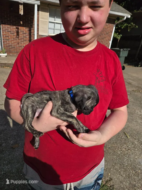 Autumn spice – Pug puppy for sale in Little Rock, AR