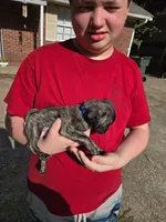 Autumn spice, a female Pug for sale in Little Rock, AR – 1 of 2