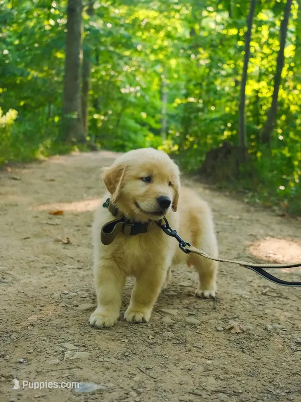 Lilly – Golden Retriever puppy for sale in New York, NY