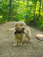 Lilly, a female Golden Retriever for sale in New York, NY – 1 of 3