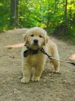Lilly, a female Golden Retriever for sale in New York, NY – 2 of 3