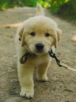 Lilly, a female Golden Retriever for sale in New York, NY – 3 of 3
