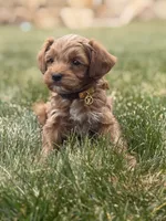 Louise , a male Miniature Goldendoodle for sale in Midway, UT – 1 of 4