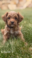 Louise , a male Miniature Goldendoodle for sale in Midway, UT – 4 of 4
