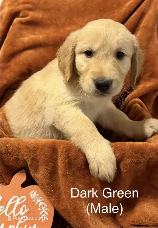 Dark Green – Golden Retriever puppy for sale in Watertown, NY