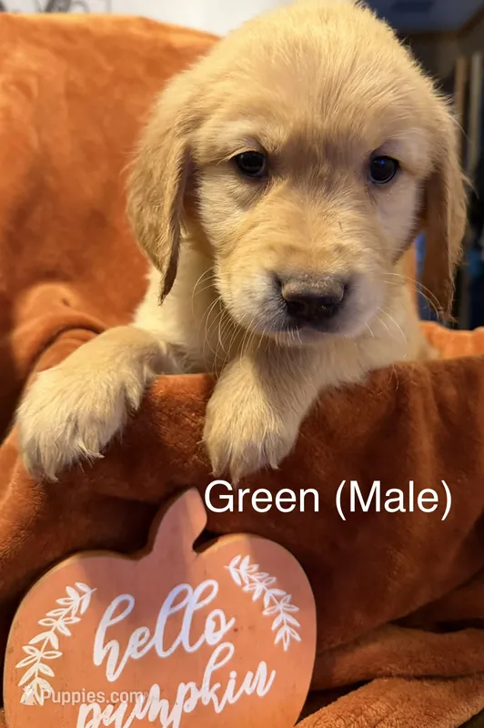 Green – Golden Retriever puppy for sale in Watertown, NY