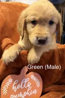 Green, a male Golden Retriever for sale in Watertown, NY – 1 of 1