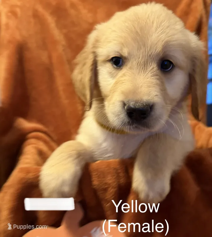 Yellow  – Golden Retriever puppy for sale in Watertown, NY