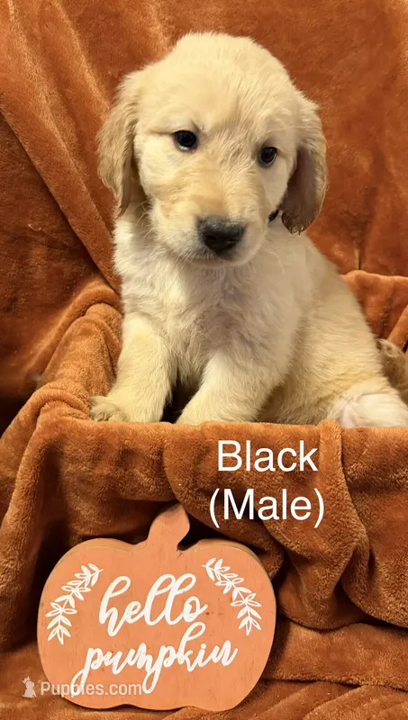 Black  – Golden Retriever puppy for sale in Watertown, NY