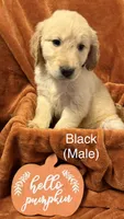 Black , a male Golden Retriever for sale in Watertown, NY – 1 of 1