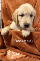 Red, a male Golden Retriever for sale in Watertown, NY – 1 of 1