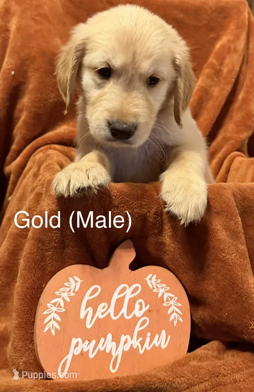 Gold – Golden Retriever puppy for sale in Watertown, NY