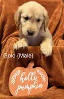 Gold, a male Golden Retriever for sale in Watertown, NY – 1 of 1