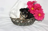 Moo Shu, a female Yorkipoo for sale in Limestone, TN – Photo 3 of 10
