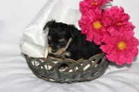 Moo Shu, a female Yorkipoo for sale in Limestone, TN – Photo 8 of 10