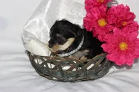 Moo Shu, a female Yorkipoo for sale in Limestone, TN – Photo 7 of 10