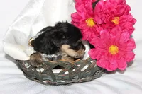 Moo Shu, a female Yorkipoo for sale in Limestone, TN – Photo 4 of 10