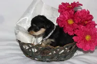 Moo Shu, a female Yorkipoo for sale in Limestone, TN – Photo 10 of 10