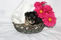 Moo Shu, a female Yorkipoo for sale in Limestone, TN – Photo 1 of 10