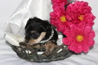 Moo Shu, a female Yorkipoo for sale in Limestone, TN – Photo 5 of 10