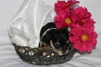 Moo Shu, a female Yorkipoo for sale in Limestone, TN – Photo 2 of 10