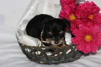 Moo Shu, a female Yorkipoo for sale in Limestone, TN – Photo 6 of 10