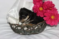 Moo Shu, a female Yorkipoo for sale in Limestone, TN – Photo 9 of 10