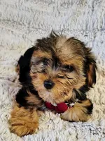 Nova, a female Yorkipoo for sale in Limestone, TN – Photo 2 of 7