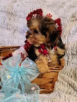 Nova, a female Yorkipoo for sale in Limestone, TN – Photo 3 of 7