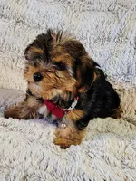 Nova, a female Yorkipoo for sale in Limestone, TN – Photo 4 of 7