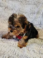 Nova, a female Yorkipoo for sale in Limestone, TN – Photo 6 of 7