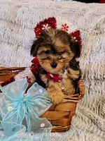 Nova, a female Yorkipoo for sale in Limestone, TN – Photo 1 of 7