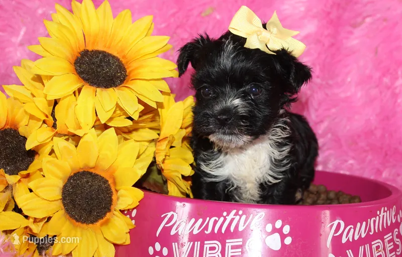 BeeBee, a female Yorkipoo for sale in Limestone, TN – Photo 1 of 9