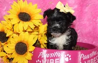 BeeBee, a female Yorkipoo for sale in Limestone, TN – Photo 1 of 9