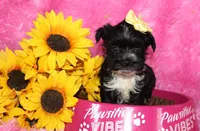 BeeBee, a female Yorkipoo for sale in Limestone, TN – Photo 6 of 9