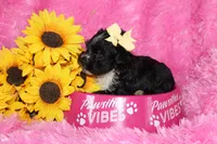 BeeBee, a female Yorkipoo for sale in Limestone, TN – Photo 8 of 9
