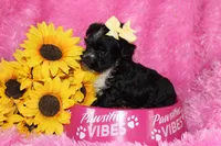 BeeBee, a female Yorkipoo for sale in Limestone, TN – Photo 7 of 9