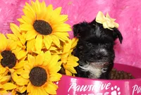 BeeBee, a female Yorkipoo for sale in Limestone, TN – Photo 4 of 9