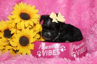 BeeBee, a female Yorkipoo for sale in Limestone, TN – Photo 9 of 9